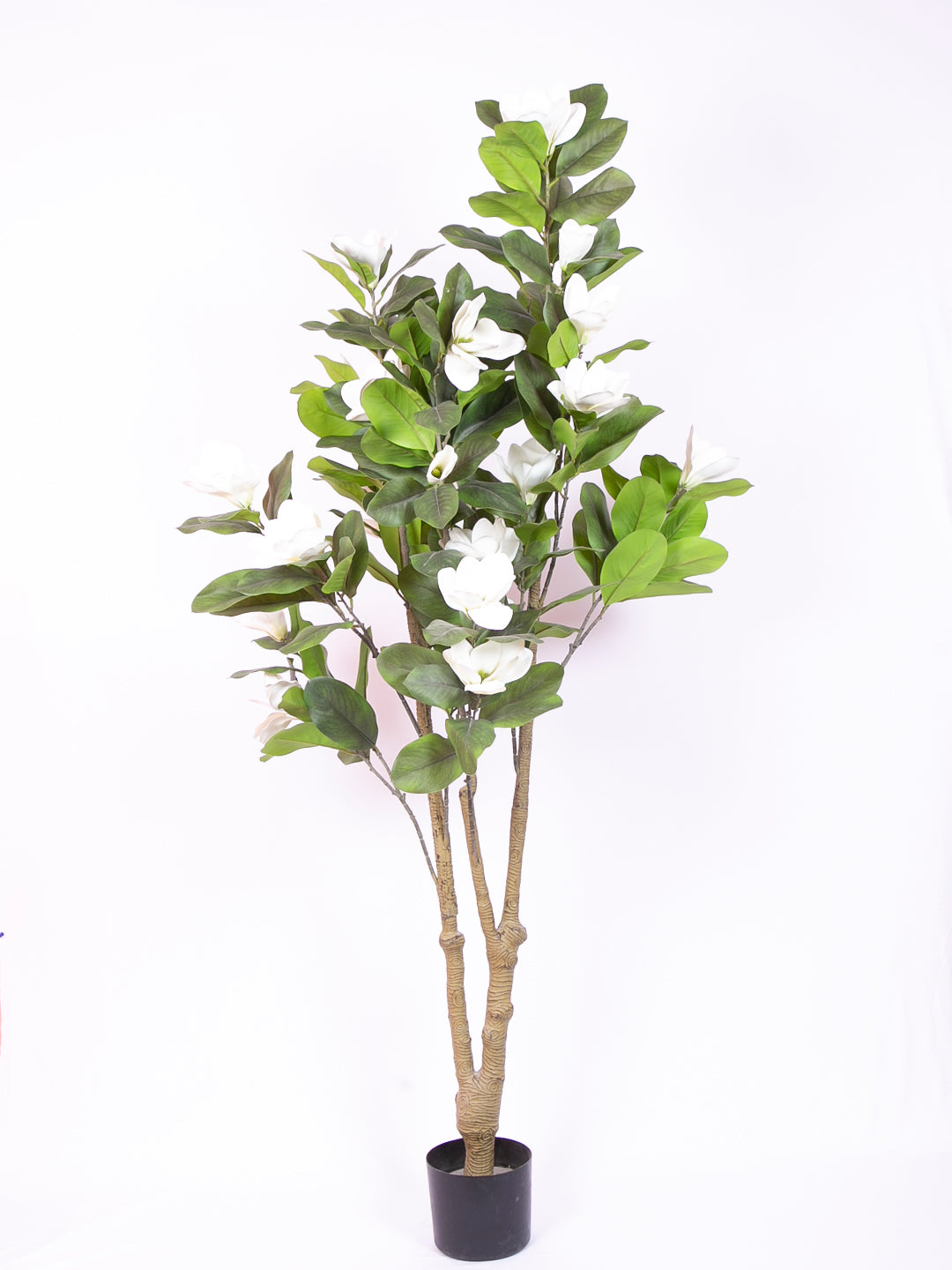 Premium 6 Feet Artificial White Magnolia Flower Plant with Pot -Premium Artificial Plant for Interior Decor for indoor and outdoor use 