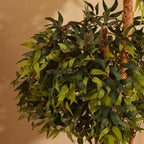 artificial ficus plant with pot 5 feet for home and office decor for indoor and outdoor use  