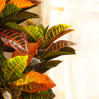 artificial luxe croton plant with black pot 4 feet for home and office decor for indoor and outdoor use