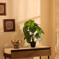 artificial money plant without pot 2 feet for home and office decor 