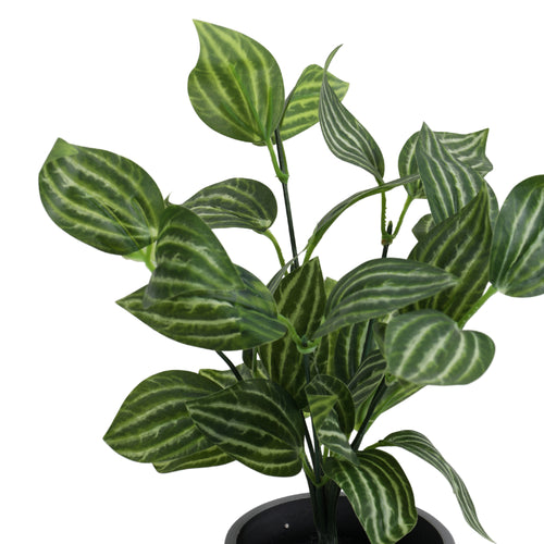 artificial potted fittonia plant with pot 1 foot set of 2 for home and office decor for indoor and outdoor use 