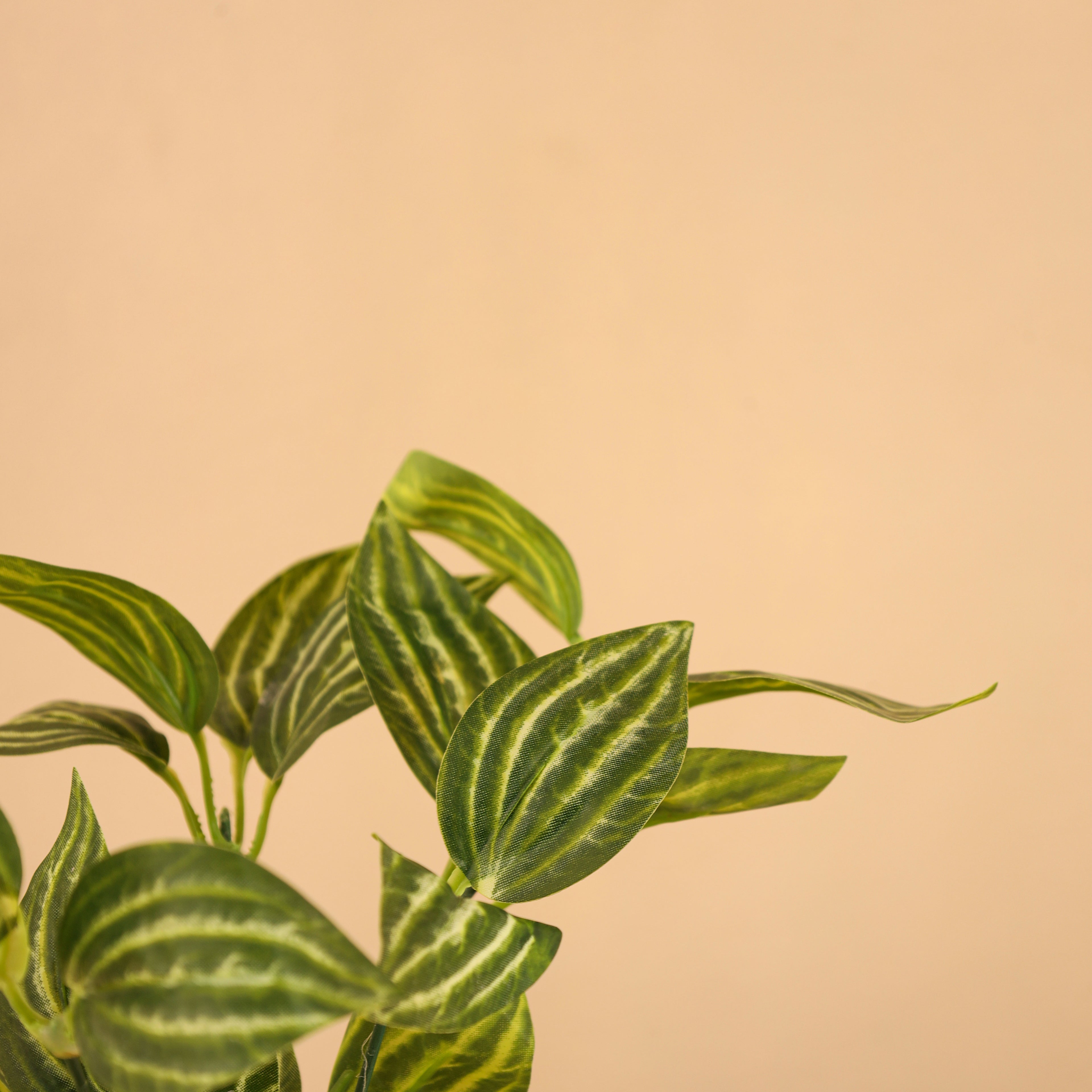 artificial potted fittonia plant with pot 1 foot set of 2 for home and office decor for indoor and outdoor use 