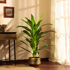 artificial premium dragon plant with black pot 4 feet for home and office decor for indoor and outdoor use