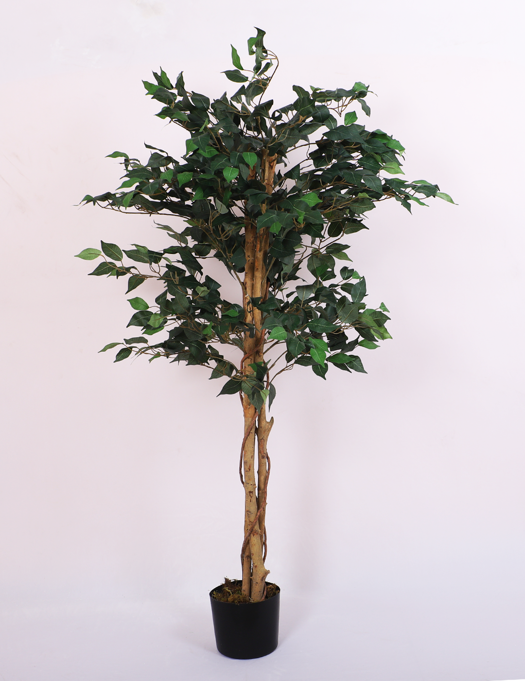 artificial ficus plant with pot 5 feet for home and office decor 