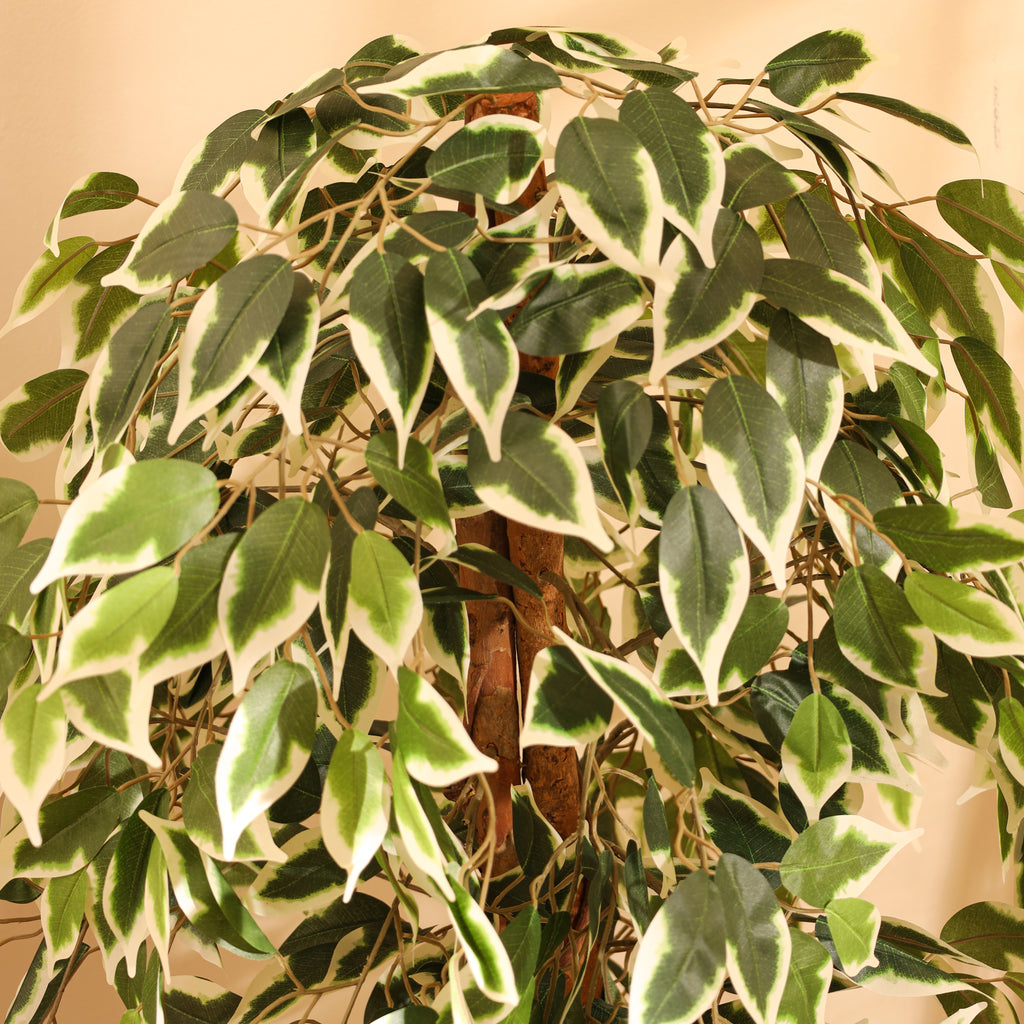 faux premium variegated ficus plant with pot 4 feet for home and office decor for indoor and outdoor use