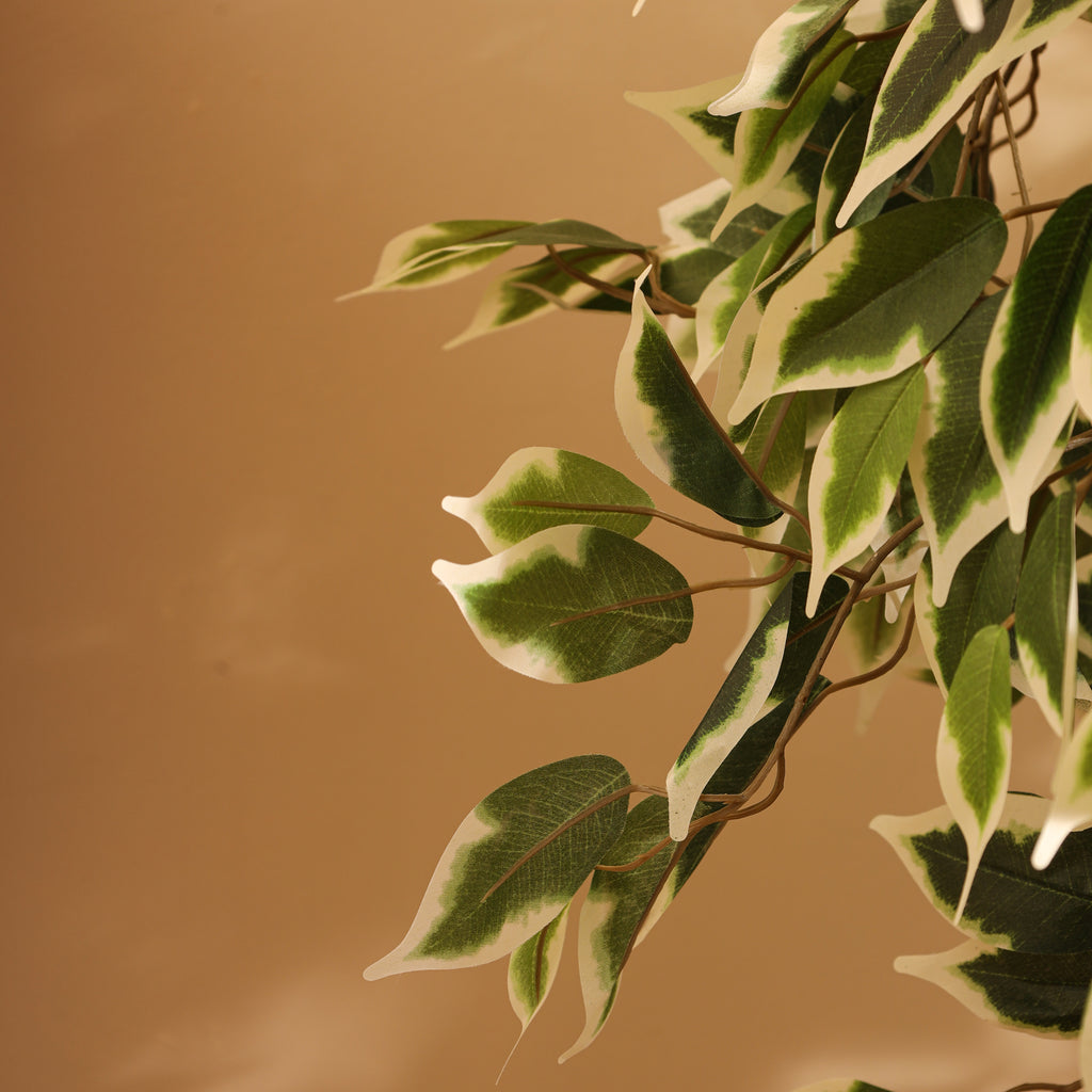 faux premium variegated ficus plant with pot 4 feet for home and office decor for indoor and outdoor use