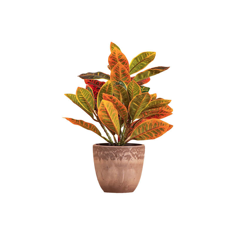 premium artificial croton bonsai plants with pot set of 2 multicolor red color 25 cm for home and office decor for indoor and outdoor use